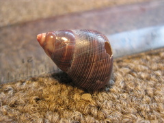 Cantharidus capillaceus