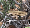 Desert Striped Whipsnake - Photo (c) Marcus Muench, some rights reserved (CC BY-NC), uploaded by Marcus Muench