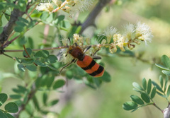 Trichodes bibalteatus