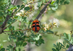 Trichodes bibalteatus
