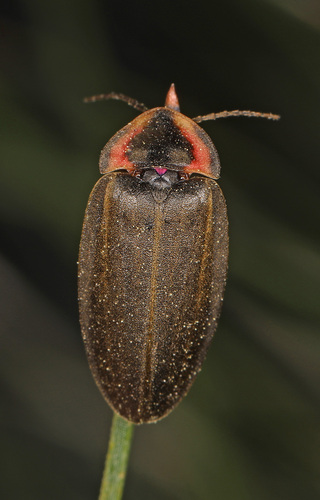 Winter Firefly photo 4
