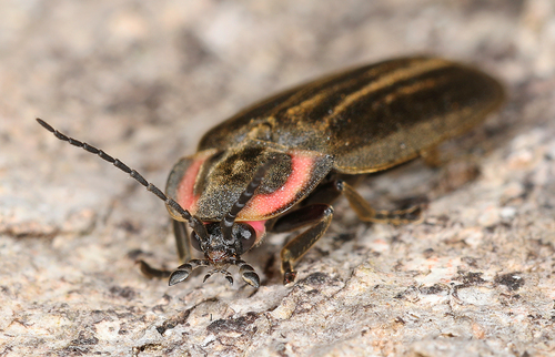 Winter Firefly photo 5