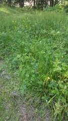 Carex sylvatica