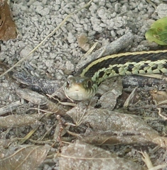 Thamnophis sirtalis annectens
