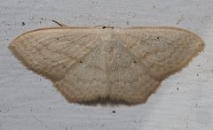 Scopula perlata