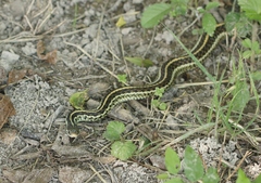 Thamnophis sirtalis annectens