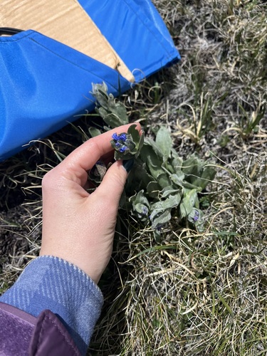 Alpine Bluebell (Mertensia lateriflora)