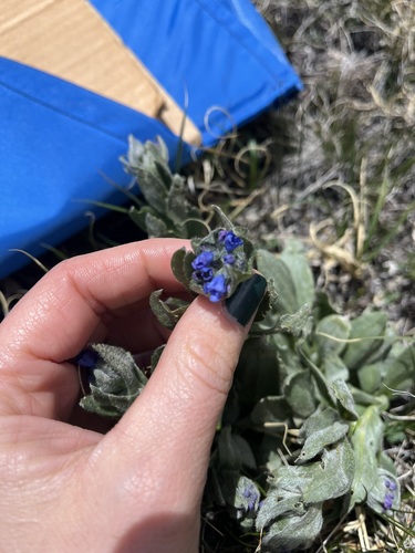 Image of Mertensia lateriflora by (c) Alissa Iverson, some rights reserved (CC BY)