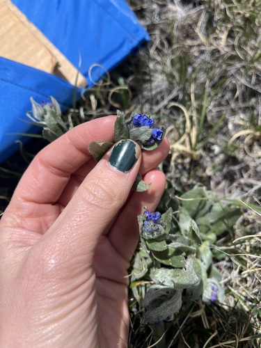 Image of Mertensia lateriflora by (c) Alissa Iverson, some rights reserved (CC BY)