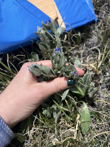 Image of Mertensia lateriflora by (c) Alissa Iverson, some rights reserved (CC BY)