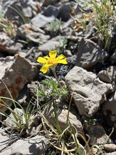 Image of Tetraneuris acaulis by (c) Alissa Iverson, some rights reserved (CC BY)