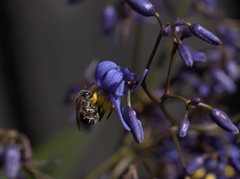 Lasioglossum calophyllae