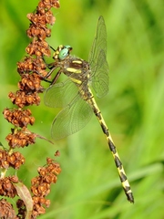 Cordulegaster obliqua