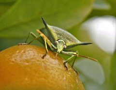 Biprorulus bibax