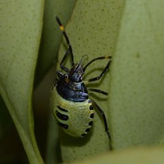 Biprorulus bibax