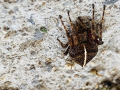 Eriophora edax