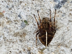 Eriophora edax