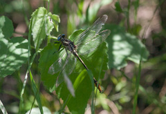 Phanogomphus militaris