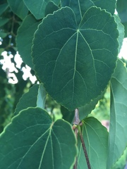 Cercidiphyllum japonicum