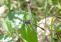Phanogomphus militaris