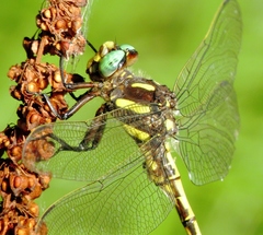 Cordulegaster obliqua