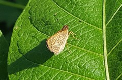 Vehilius stictomenes