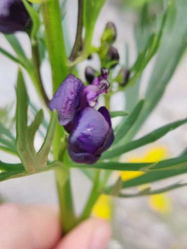 Image of Aconitum tauricum by (c) Scheufler Stefan, some rights reserved (CC BY)