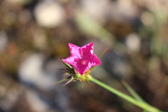 Dianthus balbisii