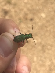 Cicindela patruela
