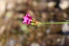 Dianthus balbisii