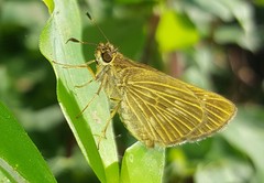 Vehilius stictomenes