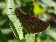 Vehilius stictomenes