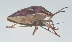 Trichopepla