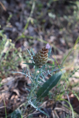 Leuzea conifera