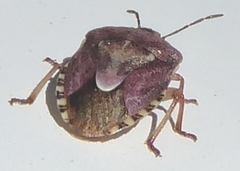 Trichopepla