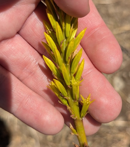 Umbilicus luteus (Umbilicus luteus)