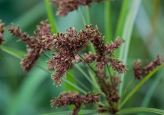 Cyperus imbricatus