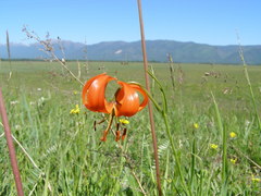 Lilium pumilum