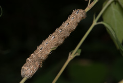 Lebeda nobilis