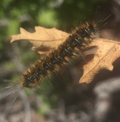 Malacosoma tigris