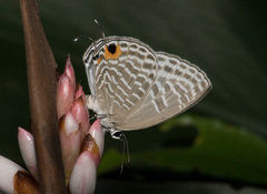 Jamides alecto dromicus