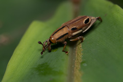 Sphenocorynes kosempoensis