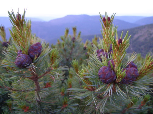 Dwarf Siberian pine (Pinus pumila)