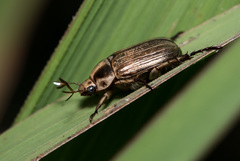Anomala inconcinna