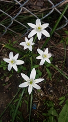 Ornithogalum umbellatum