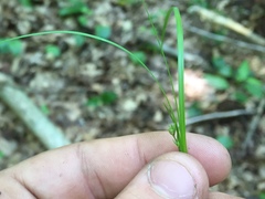Carex albicans