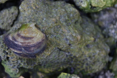 Isognomon alatus