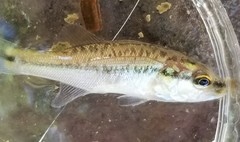 Micropterus salmoides