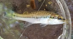 Micropterus salmoides