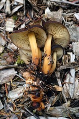 Gymnopus earleae